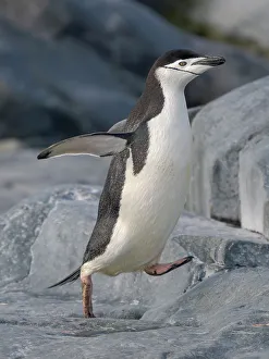 Pygoscelis Prints: Chinstrap penguin. Antarctica, Palmer Archipelago, Hydrurga Rocks