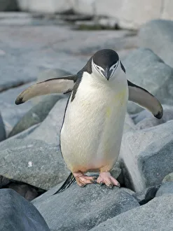 Pygoscelis Prints: Chinstrap penguin. Antarctica, Palmer Archipelago, Hydrurga Rocks