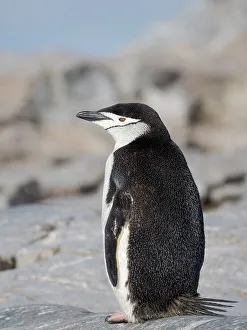 Pygoscelis Prints: Chinstrap penguin. Antarctica, Palmer Archipelago, Hydrurga Rocks