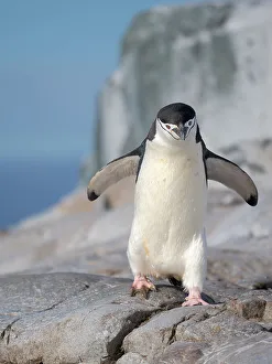 Pygoscelis Prints: Chinstrap penguin. Antarctica, Palmer Archipelago, Hydrurga Rocks