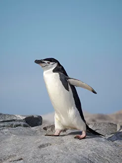 Pygoscelis Prints: Chinstrap penguin. Antarctica, Palmer Archipelago, Hydrurga Rocks