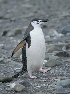 Pygoscelis Prints: Chinstrap penguin. Antarctica, South Shetland Islands, Barrientos Island