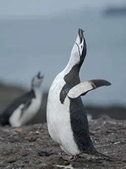 Pygoscelis Prints: Chinstrap penguin. Antarctica, South Shetland Islands, Barrientos Island