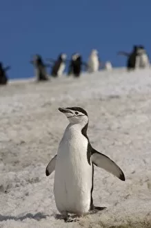Images Dated 26th January 2007: chinstrap penguin, Pygoscelis antarctica, on a glacial ice cap, western Antarctic Peninsula