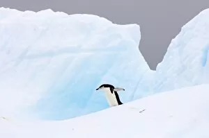 chinstrap penguin, Pygoscelis antarctica, walking on glacial ice off the western