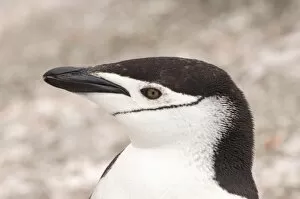 Images Dated 24th January 2007: chinstrap penguin, Pygoscelis antarctica, profile, South Shetland Islands, Antarctica