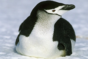 Chinstrap Penguin, (Pygoscelis antarctica), S. Sandwich Island, Antarctica