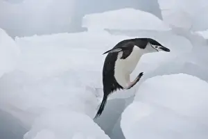 Chinstrap Penguin (Pygoscelis antarcticus) jumping on ice, South Orkney Islands