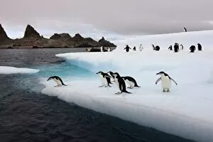 Images Dated 23rd January 2007: chinstrap penguins, Pygoscelis antarctica, jumping off an iceberg along the South Shetland Islands