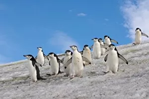 chinstrap penguins, Pygoscelis antarctica, walking down a glacial ice cap from their colony