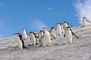 Images Dated 26th January 2007: chinstrap penguins, Pygoscelis antarctica, walking down a glacial ice cap from their colony