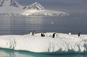 Images Dated 26th January 2007: chinstrap penguins, Pygoscelis antarctica, and gentoo penguins, Pygoscelis Papua
