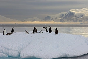 Images Dated 26th January 2007: chinstrap penguins, Pygoscelis antarctica, and gentoo penguins, Pygoscelis Papua