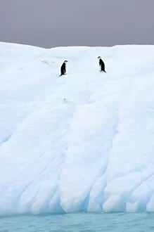 Images Dated 26th January 2007: chinstrap penguins, Pygoscelis antarctica, on glacial ice off the western Antarctic Peninsula