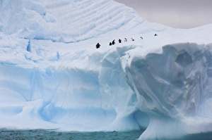 Images Dated 27th January 2007: chinstrap penguins, Pygoscelis antarctica, and gentoo penguins, Pygoscelis Papua