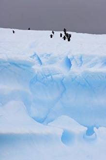 Images Dated 27th January 2007: chinstrap penguins, Pygoscelis antarctica, and gentoo penguins, Pygoscelis Papua