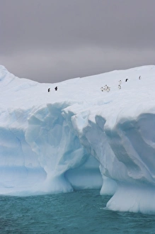 Images Dated 27th January 2007: chinstrap penguins, Pygoscelis antarctica, and gentoo penguins, Pygoscelis Papua