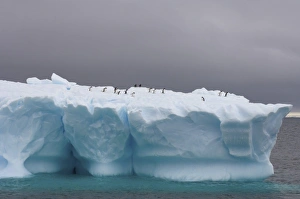 Images Dated 27th January 2007: chinstrap penguins, Pygoscelis antarctica, and gentoo penguins, Pygoscelis Papua