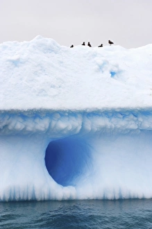 Images Dated 27th January 2007: chinstrap penguins, Pygoscelis antarctica, and gentoo penguins, Pygoscelis Papua