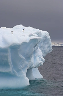 Images Dated 27th January 2007: chinstrap penguins, Pygoscelis antarctica, and gentoo penguins, Pygoscelis Papua