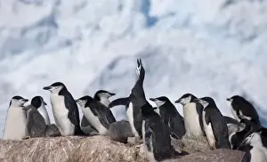 Chinstrap Penguins (Pygoscelis antarcticus) on Elephant Island, Antarctica