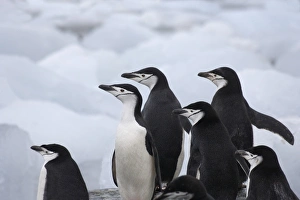 Chinstrap Penguins (Pygoscelis antarcticus) on ice, South Orkney Islands, Antarctica