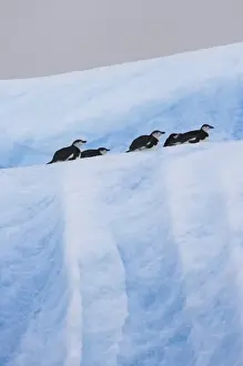 Chinstrap Penguins (Pygoscelis antarcticus) on iceberg, South Orkney Islands, Antarctica