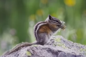 Images Dated 16th July 2007: Least Chipmunk, Tamias minimus, adult eating wildflowers, Ouray, San Juan Mountains