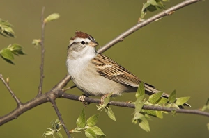 Wood Land Prints: Chipping Sparrow, Spizella passerina, adult, Uvalde County, Hill Country, Texas, USA