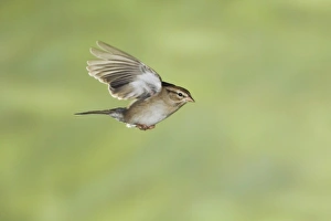 Images Dated 12th December 2005: Chipping Sparrow, Spizella passerina, adult in flight winter plumage, New Braunfels