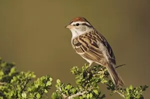 Images Dated 9th April 2006: Chipping Sparrow, Spizella passerina, adult, Uvalde County, Hill Country, Texas, USA