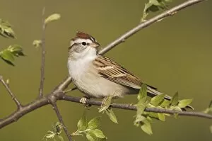 Images Dated 8th April 2006: Chipping Sparrow, Spizella passerina, adult, Uvalde County, Hill Country, Texas, USA