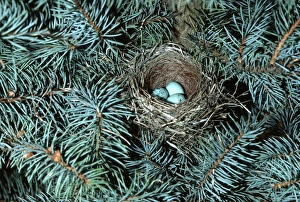 Images Dated 22nd December 2015: Chipping Sparrow (Spizella passerina) nest with 3 eggs IL