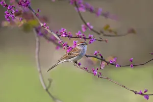 Images Dated 23rd March 2016: Chipping Sparrow (Spizella passerina) perched