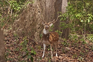 Corbett Prints: Chital Stag, Corbett National Park, India