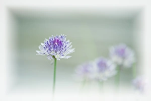 Herb Prints: Chives blowing in the wind