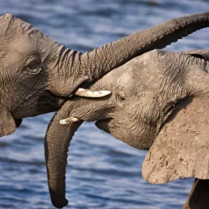 Touch Prints: Chobe National Park, Botswana. A close-up of a pair of African Bush Elephants