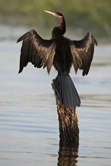 Images Dated 3rd June 2015: Chobe River, Botswana. Africa. African Darter dries its wings on a tree stump over