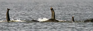 Images Dated 7th June 2015: Chobe River, Botswana, Africa. African Elephant trunks stick out of the water while