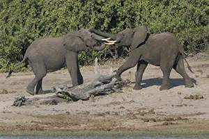 Images Dated 7th June 2015: Chobe River, Botswana, Africa. Two African Elephants engaged