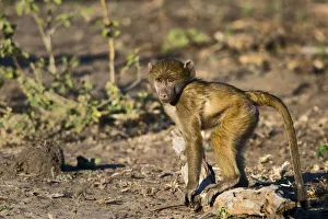 Karen Ann Sullivan Prints: Chobe River, Botswana, Africa. Young Chacma Baboon on the riverbank