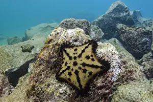 Echinoderm Prints: Chocolate Chip Starfish (Nidorelllia armata) GALAPAGOS ISLANDS, Ecuador, South