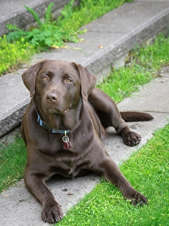 Images Dated 3rd September 2024: Chocolate Labrador dog portrait