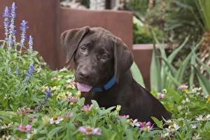 Palm Springs Prints: Chocolate labrador puppy in a garden setting (PR)