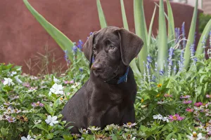 Caring Prints: Chocolate Labrador Puppy (PR)