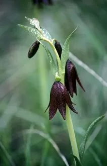Images Dated 23rd May 2007: Chocolate Lily in Santa Rosa Plateau Nature Conservancy, CA