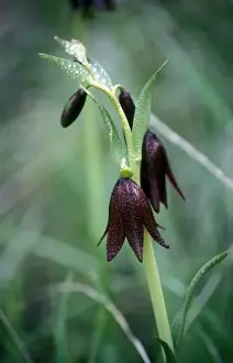 Santa Rosa Prints: Chocolate Lily in Santa Rosa Plateau Nature Conservancy, CA