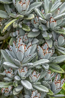Succulent Prints: Chocolate Soldier Kalanchoe