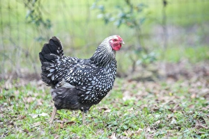 Domesticated Prints: Chook, chicken, Wyandotte, Florida, USA