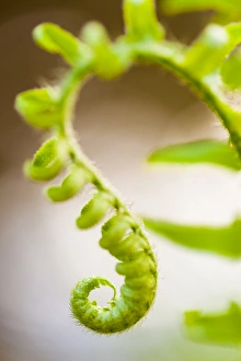Graceful Prints: Christmas fern, Polystichum acrostichoides, in Durham, New Hampshire
